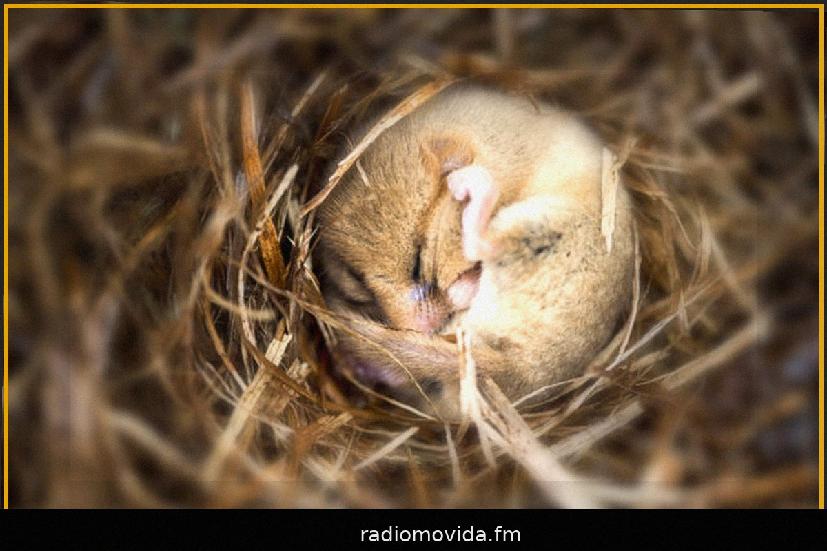 Induzione dei topi in ibernazione causa una significativa perdita di sinapsi